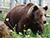 别列津斯基自然保护区开发了在野外看熊的独家之旅