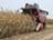 “戈梅利农机”与鞑靼斯坦农业和粮食部签署合作协议