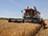 白俄罗斯脱粒超过 930 万吨粮食，包括油菜籽
