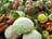 卢卡申科指示尽可能地填满国内的水果和蔬菜储存设施