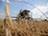 白俄罗斯粮食和豆类作物收获面积达9.5%