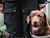 About 100 dogs to keep Minsk European Games safe
