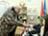 Observer from Poland: Belarus is more a democracy than European states