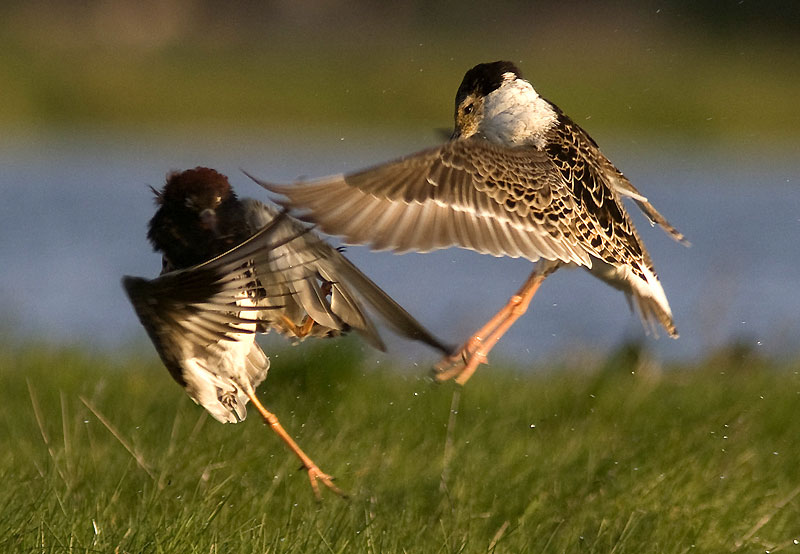 Редкие виды птиц гнездятся в весеннее время на болотах Туровского луга