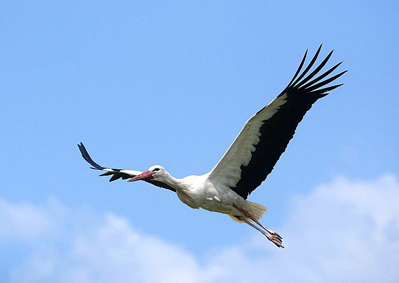 A stork is Belarus’ symbol