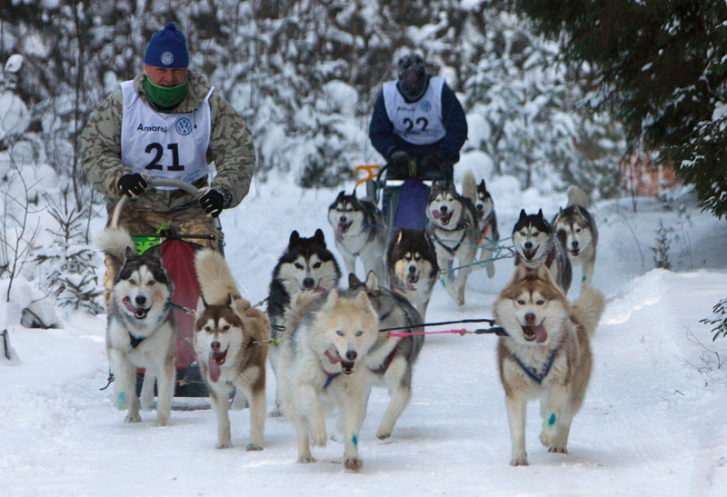 Dog racing in Minsk Oblast