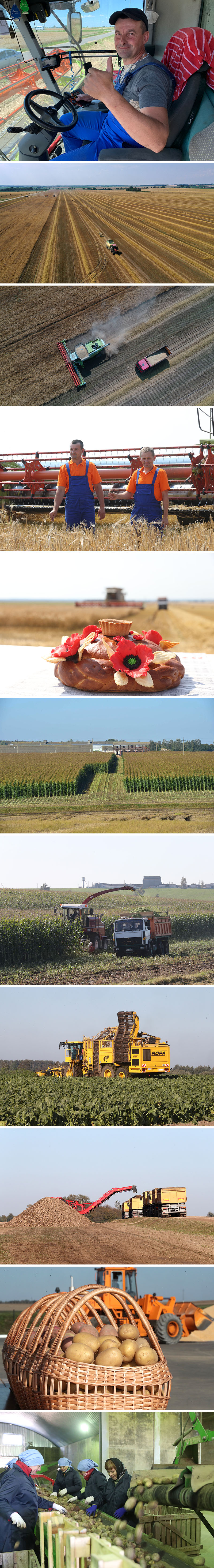 In the fields of Kukhtichy, Kletsk District
