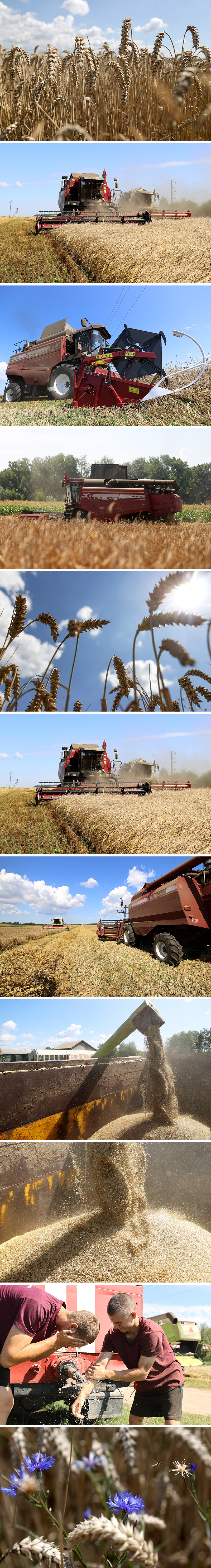 Harvest time at Agronemansky, in Stolbtsy District
