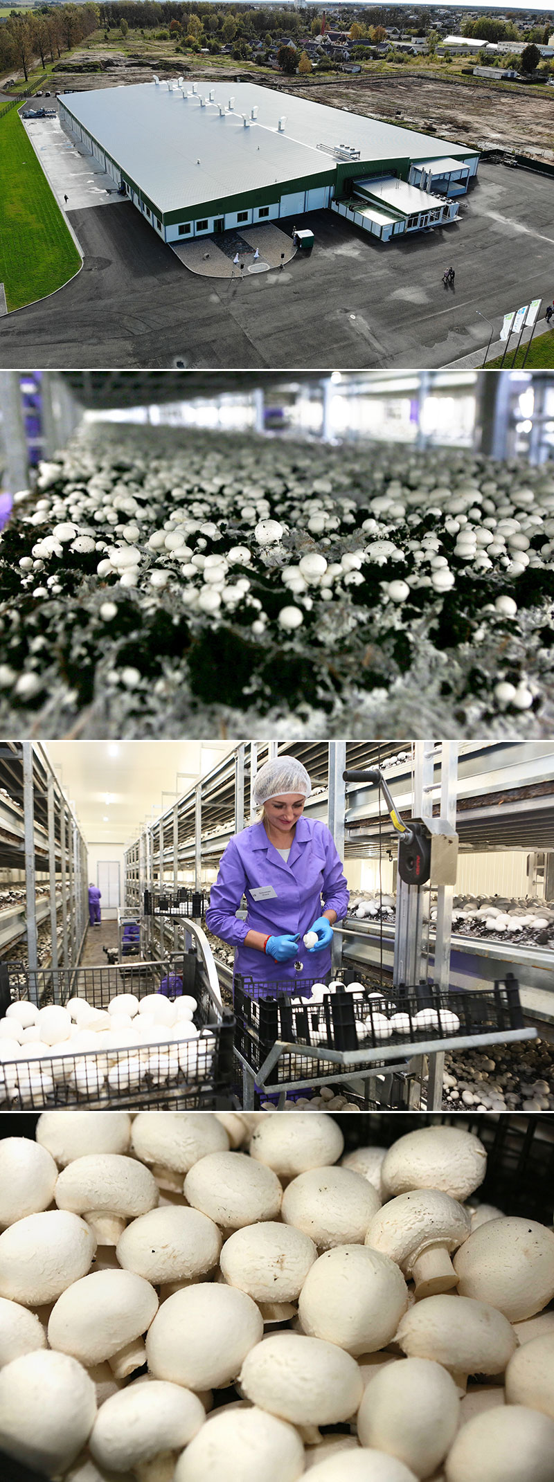 Champignon farm in Shchuchin