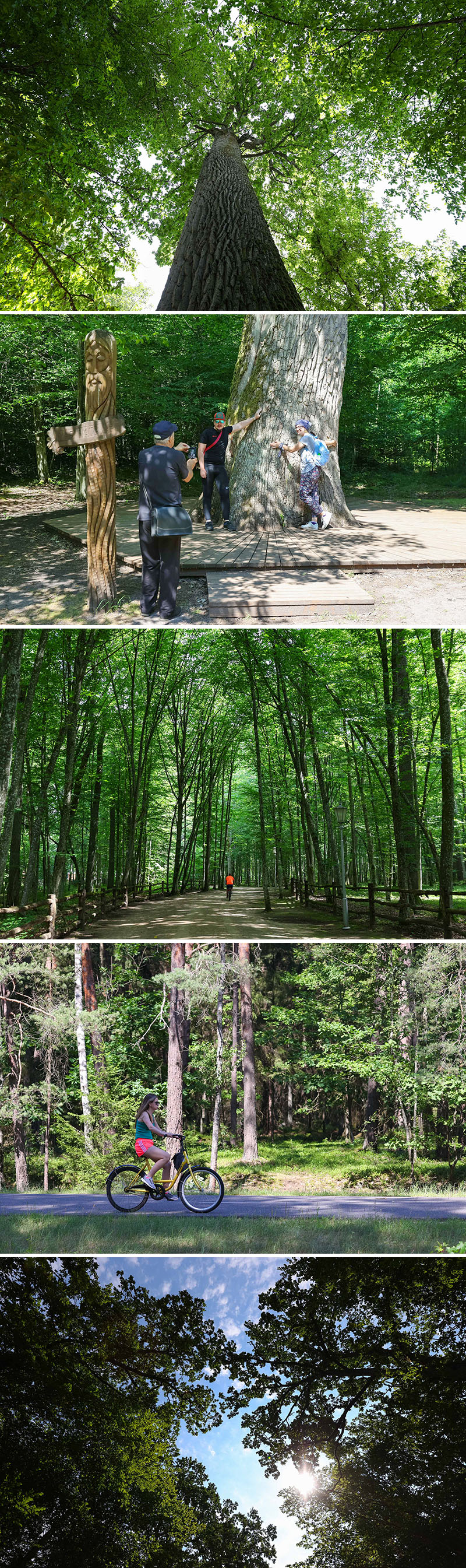 Беловежская пуща