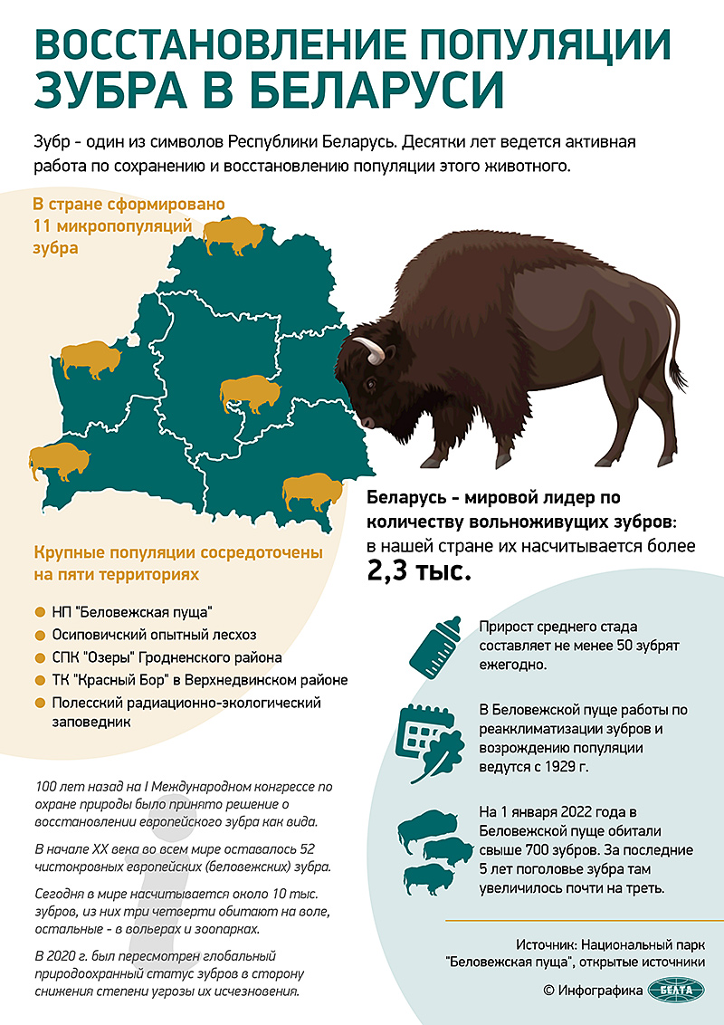 Восстановление популяции зубра в Беларуси