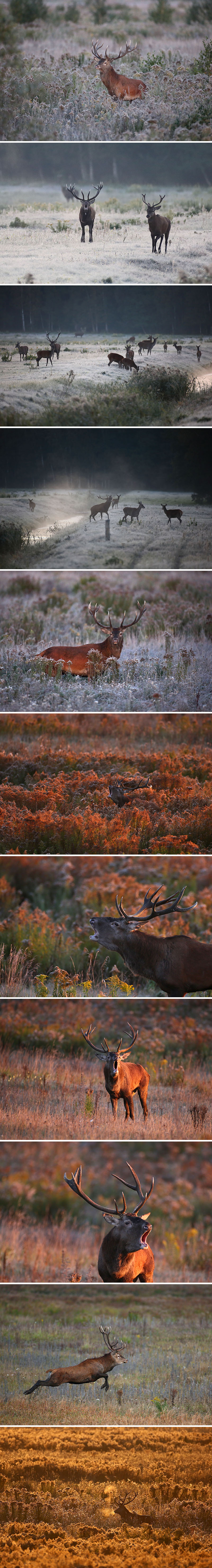 Deer rut in Belovezhskaya Pushcha
