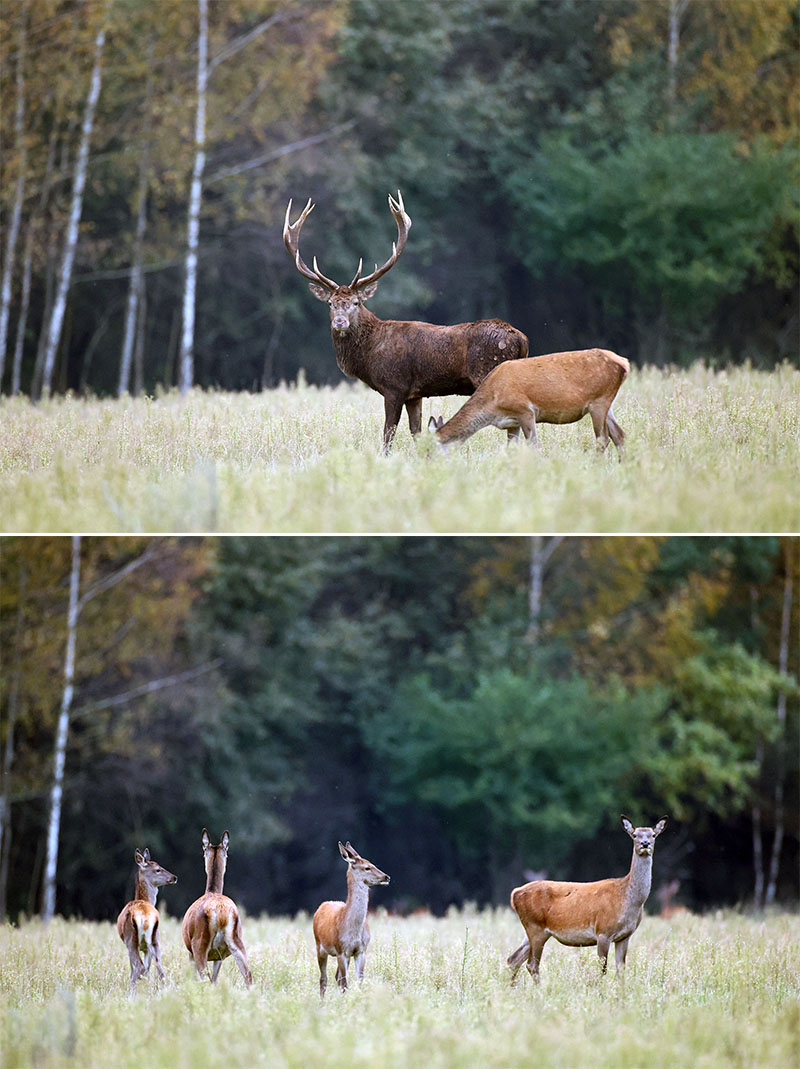 Deer in Belovezhskaya Pushcha