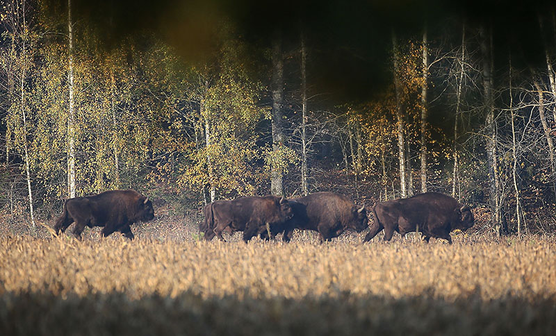 Belarusian aurochs