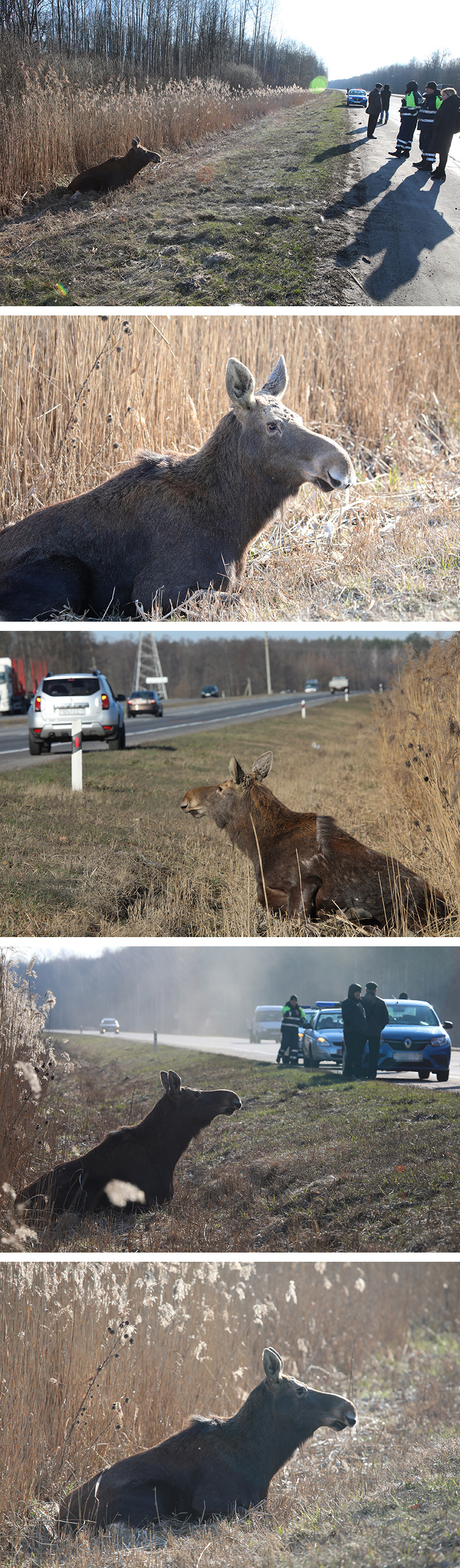Collisions with animals on the road