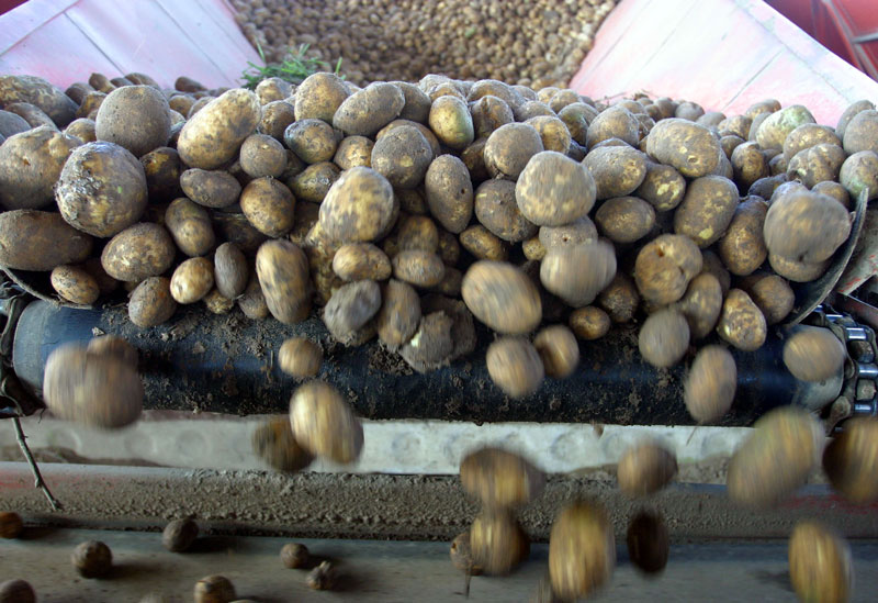 Potato harvesting