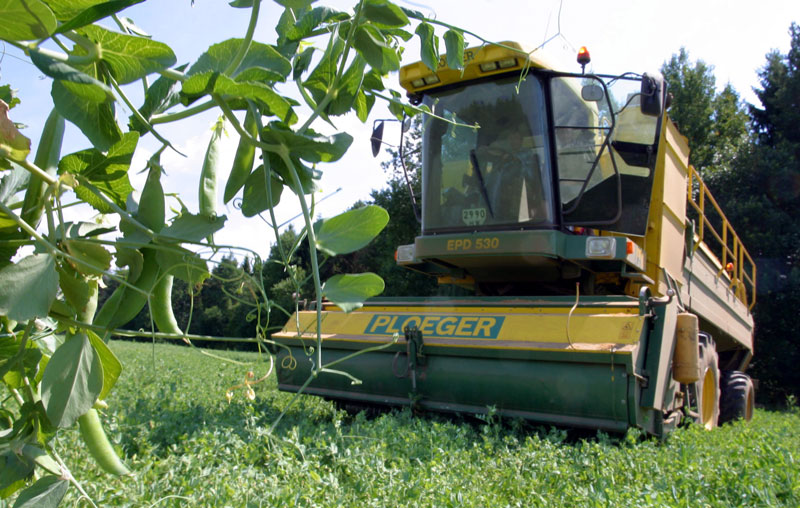 Green pea harvesting