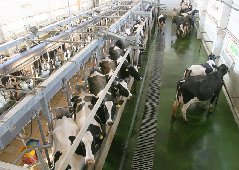 Dairy products facility Sychi