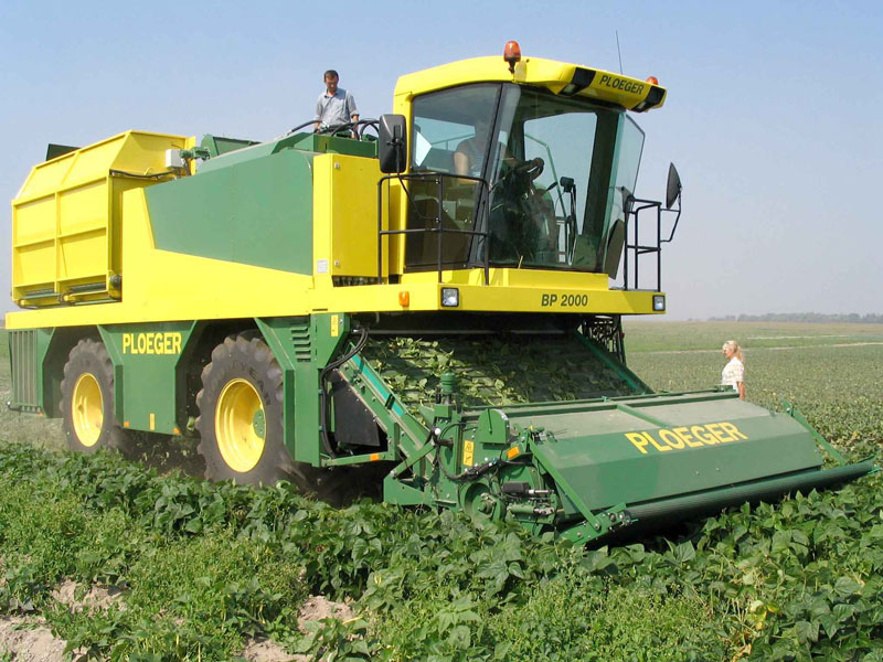 Yardlong bean harvesting