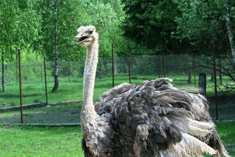 Ostrich farm