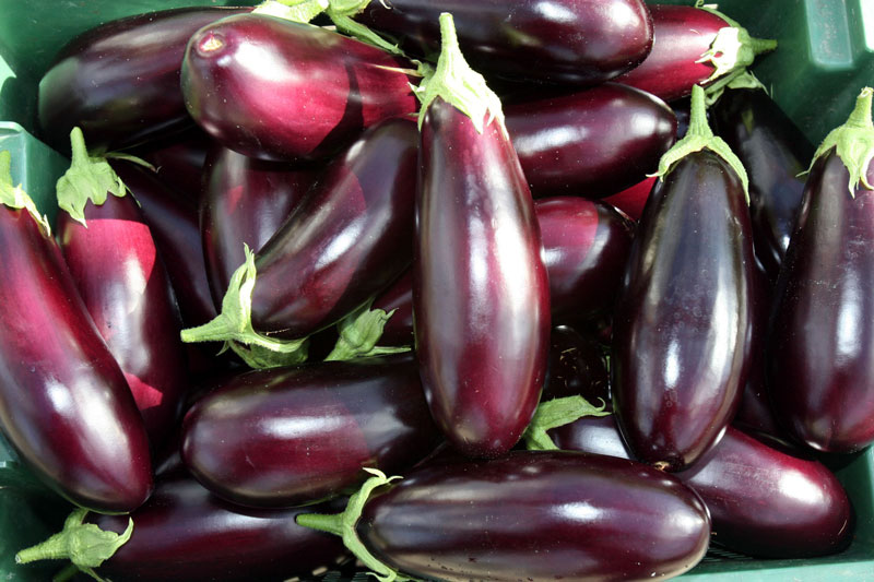 Eggplants from Polotsk greenhouses