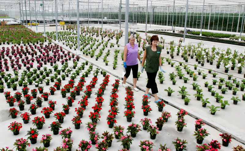 Greenhouse center in Brest
