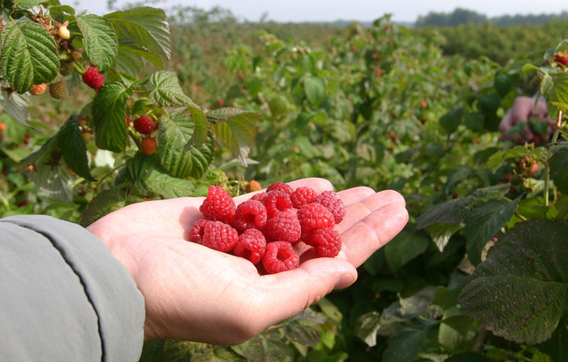 Raspberry yield
