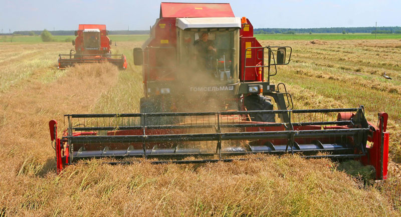 Rape harvesting