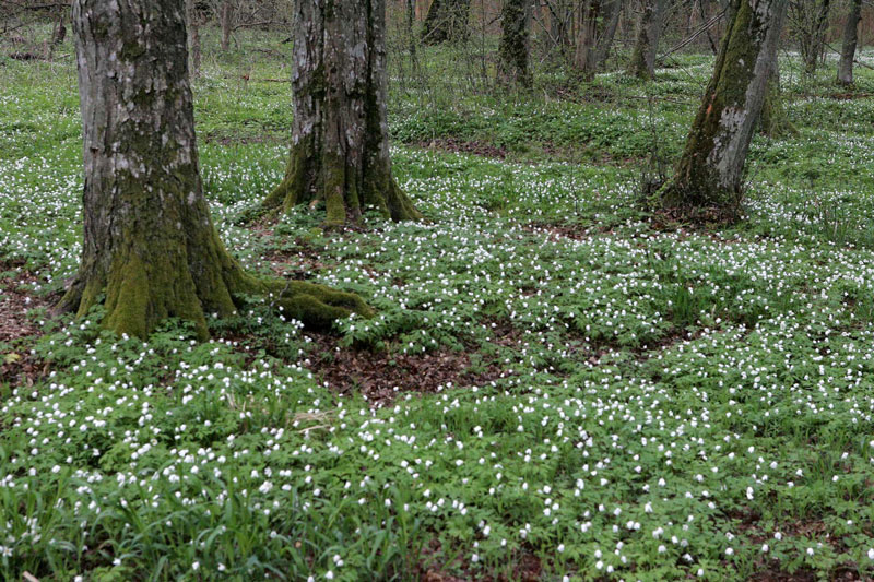 Belovezhskaya Pushcha in spring