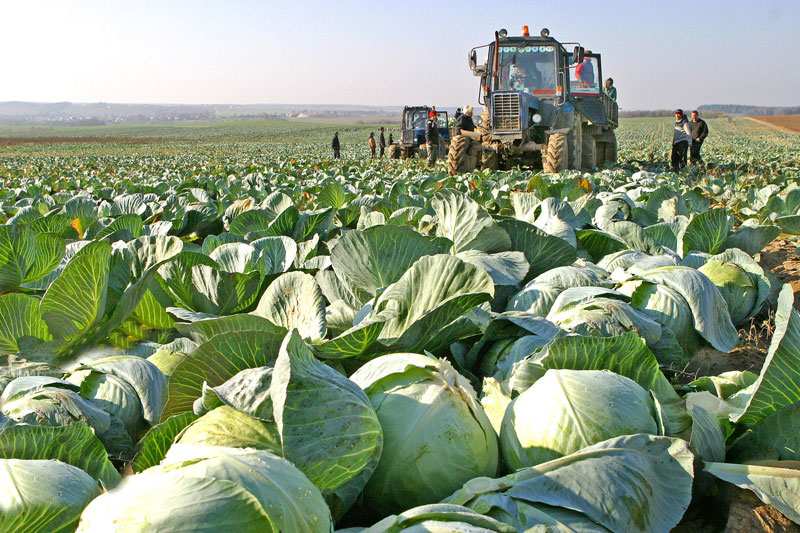 Cabbage harvesting