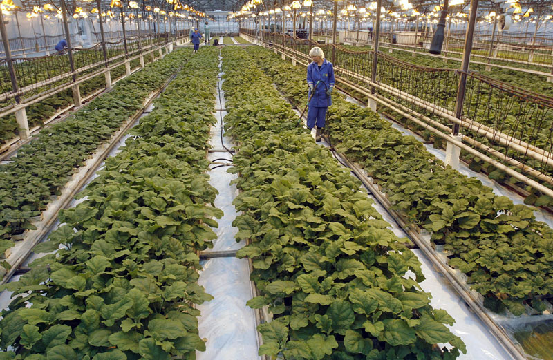 Minsk Vegetable Factory