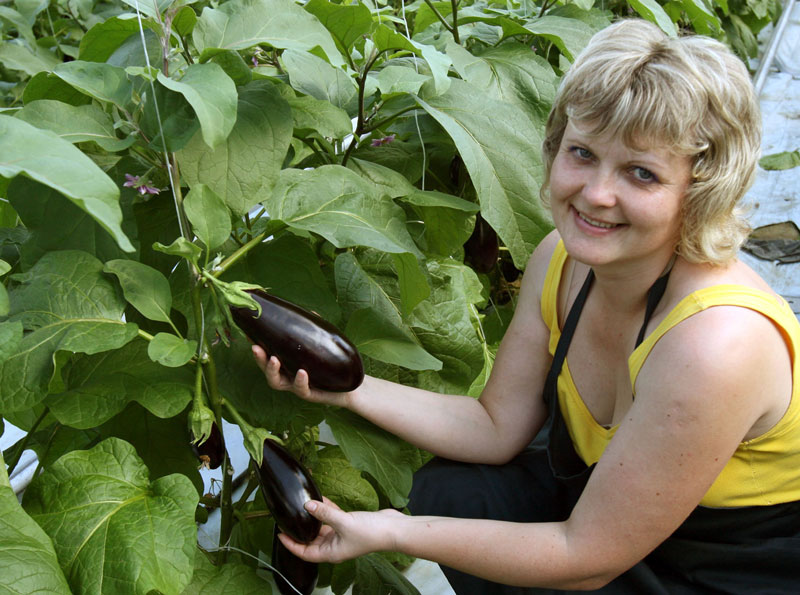 Eggplants are cultivated in Polotsk greenhouses