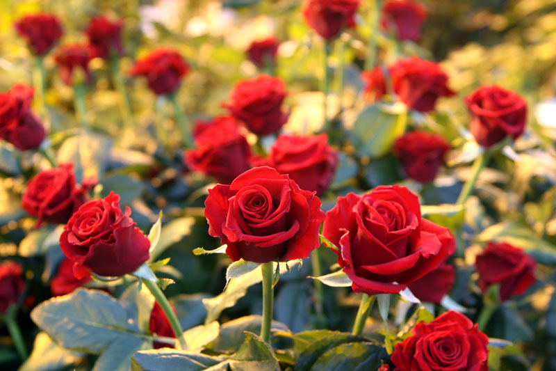 Roses from Vitebsk greenhouses