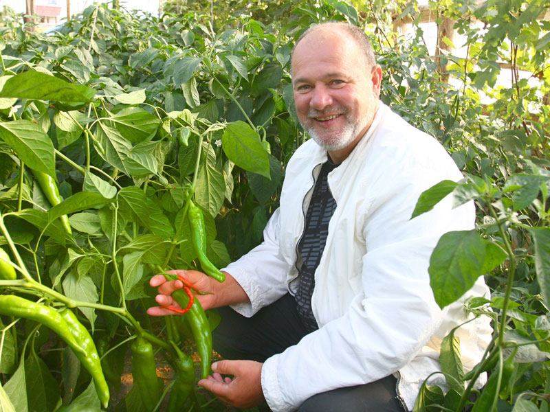 Chili pepper is cultivated in Mogilev oblast greenhouses
