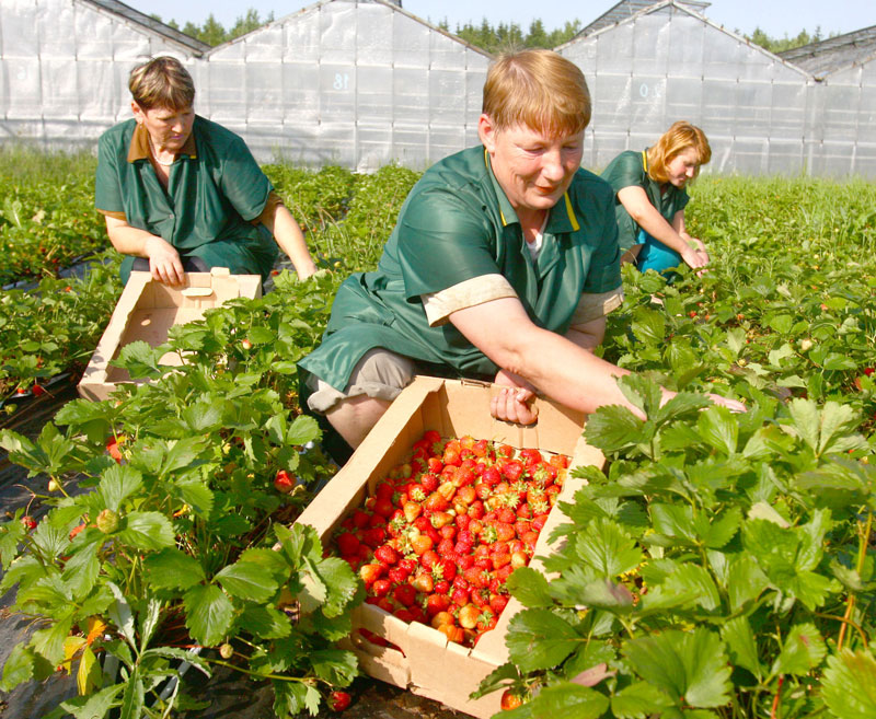 Strawberry harvesting at the agricultural company Dnepr
