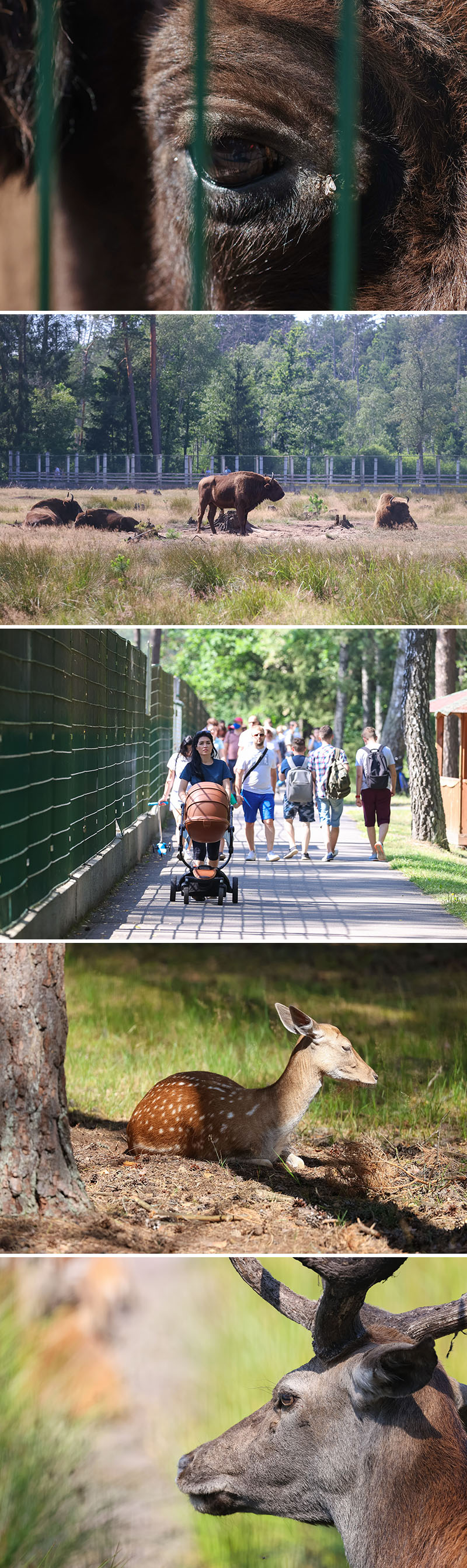 Экскурсійныя вальеры ў Белавежскай пушчы