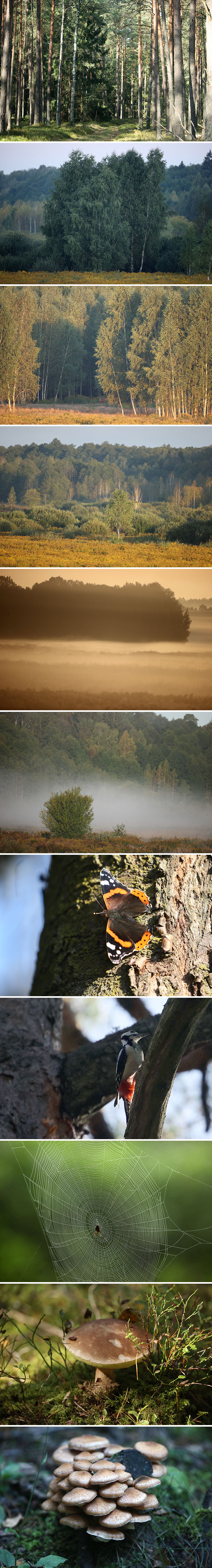 Белавежская пушча: чароўная, дзівосная, непаўторная