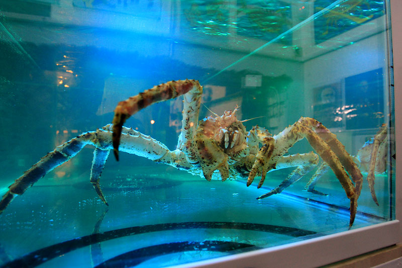 Petrovich the Giant Crab, the main oracle to predict the outcome of the matches during the 2014 IIHF World Championship