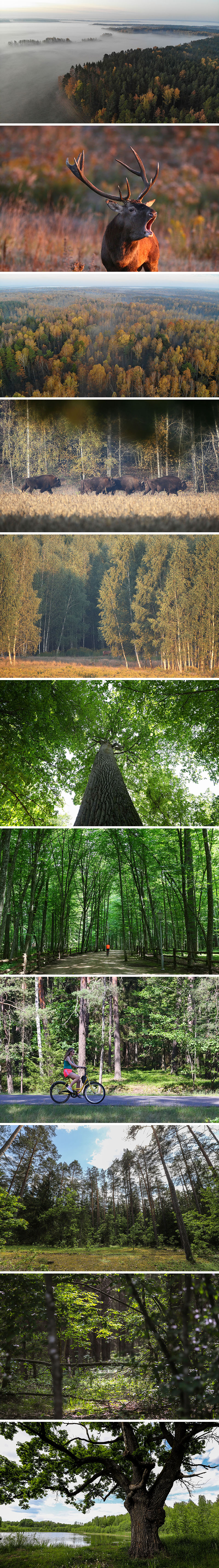 Belovezhskaya Pushcha National Park