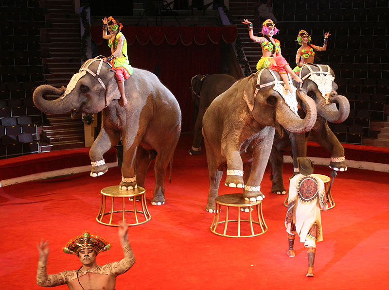 Secrets of Giant Elephants musical at Gomel Circus
