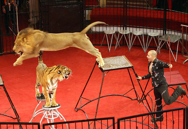Egyptian Hamada Kuta’s The Orient show with tigers and lions at Gomel Circus