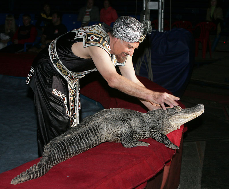 A breathtaking show “Giant Alligators under Hypnosis”