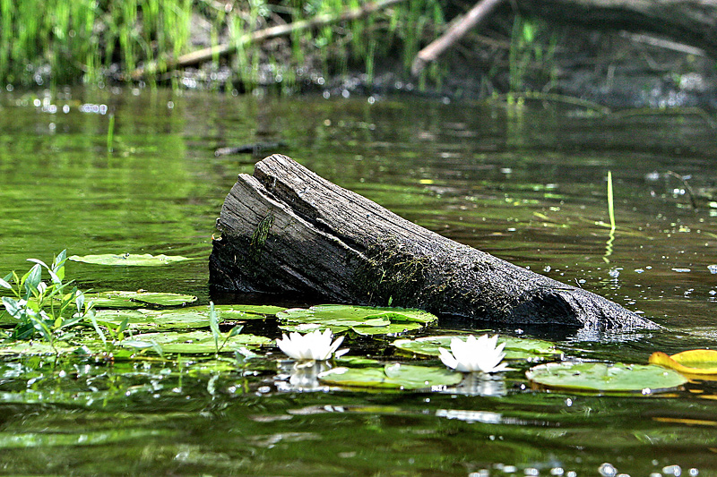 National Park Pripyatsky