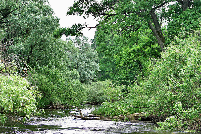 National Park Pripyatsky