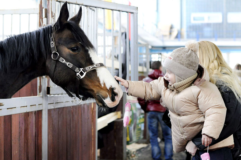 Международная выставка-шоу породистых лошадей в Минске