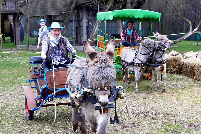 Donkey races at the agro-tourism facility 