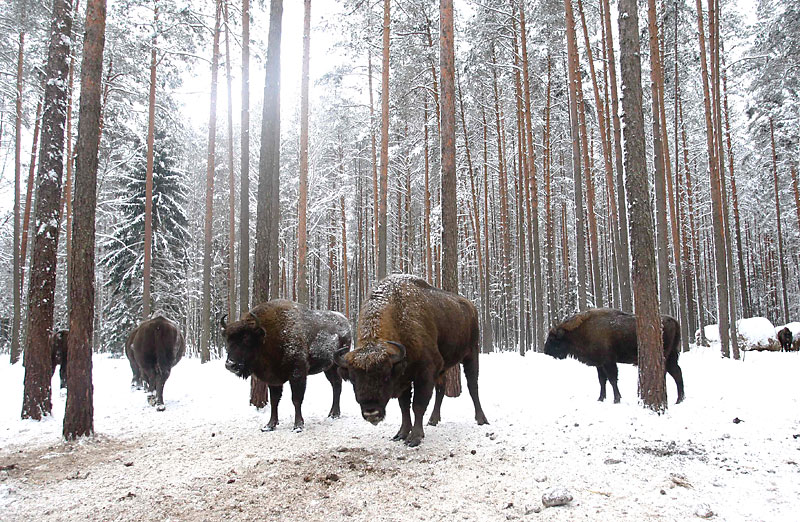 Bisons in Naliboki Pushcha