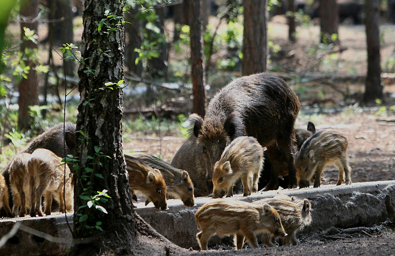 Safari in Pripyatsky National Park: watching wild boars