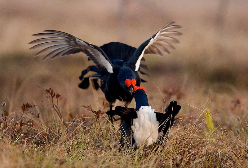 Berezinsky Biosphere Reserve: grouse lekking