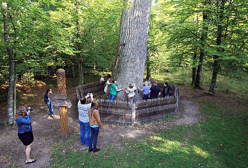 Patriarch oak in Belovezhskaya Pushcha